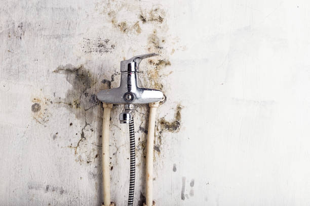 Best Mold Damage Repair  in Blue Hills, CT