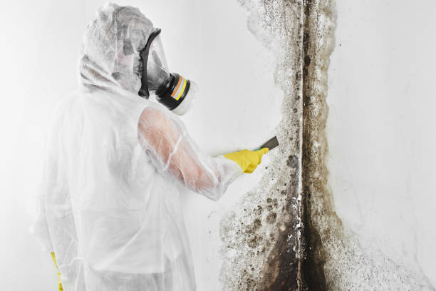 Best Best Mold Removal Companies  in Blue Hills, CT