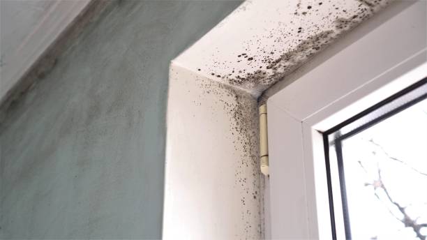 Best Office Mold Removal Services  in Blue Hills, CT