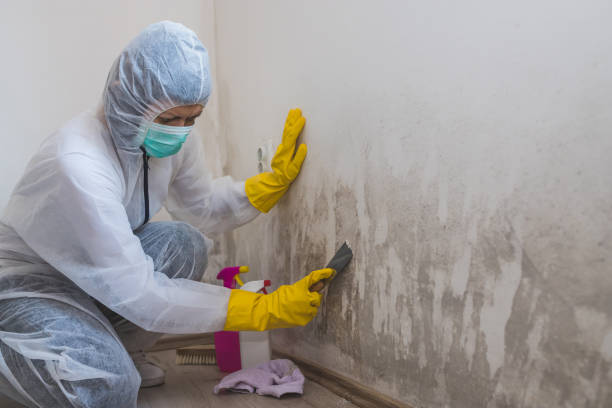 Best Commercial Mold Removal  in Blue Hills, CT
