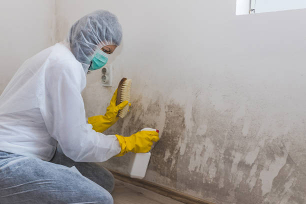 Best Emergency Mold Removal  in Blue Hills, CT