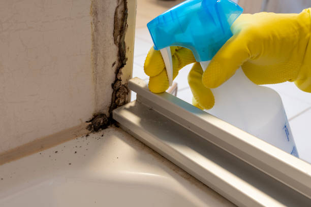 Best Best Mold Removal Companies  in Blue Hills, CT