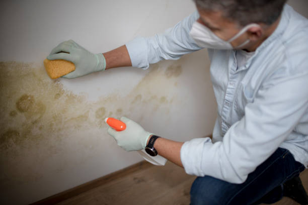 Best Home Mold Removal  in Blue Hills, CT