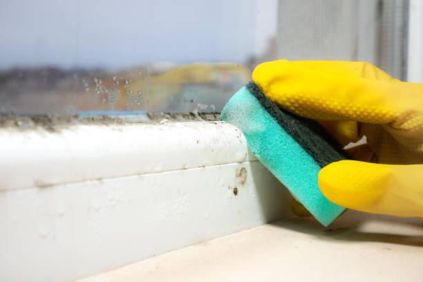 Best Mold Removal Company Near Me  in Blue Hills, CT