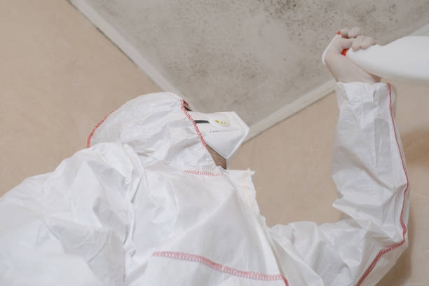 Best Mold Removal Near Me  in Blue Hills, CT