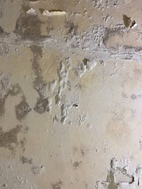 Best Fast Mold Removal  in Blue Hills, CT