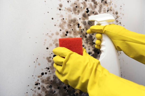 Best Mold Removal Company Near Me  in Blue Hills, CT