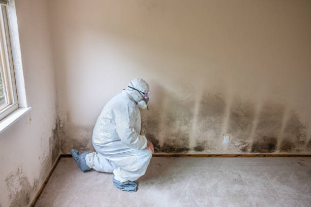Best Residential Mold Removal  in Blue Hills, CT