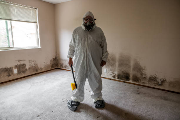 Best Mold Remediation Experts  in Blue Hills, CT