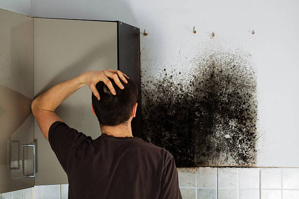 Best Office Mold Removal Services  in Blue Hills, CT