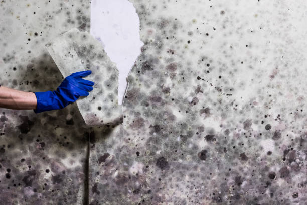 Certified Mold Removal in Blue Hills, CT
