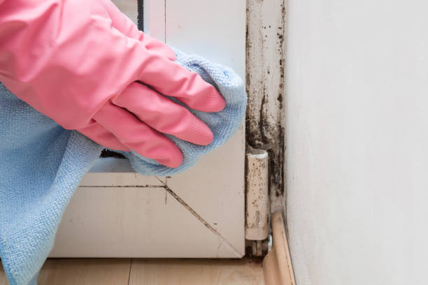 Crawl Space Mold Removal in Blue Hills, CT