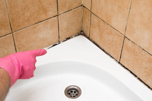 Best Residential Mold Removal  in Blue Hills, CT