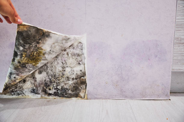 Professional Mold Removal in Blue Hills, CT